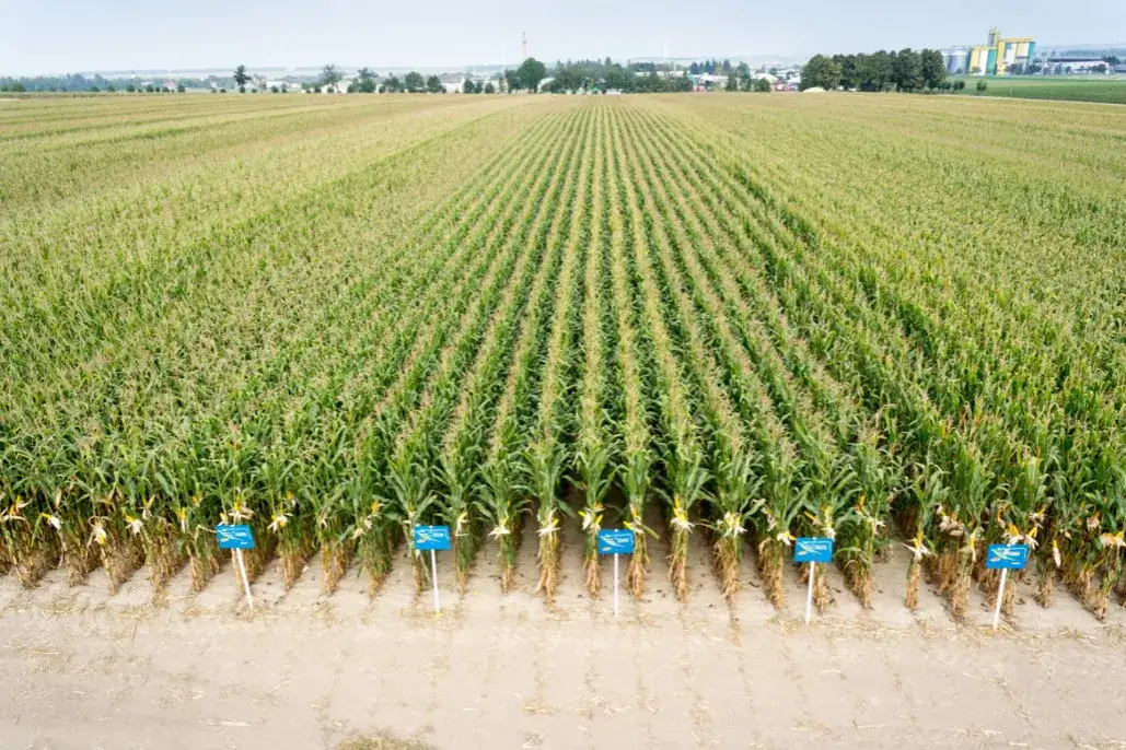 Zdjęcie Cynk w kukurydzy: kluczowy minerał dla zdrowia i odporności