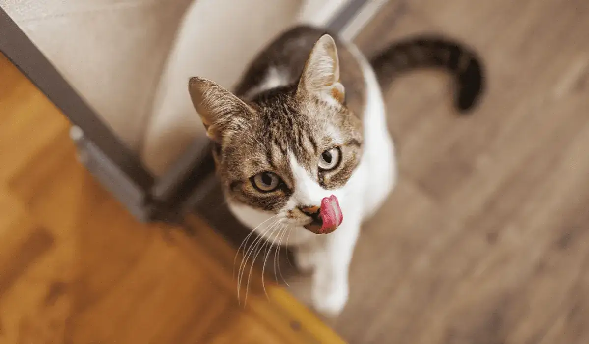 Zdjęcie Czy koty mogą jeść masło? Ryzyko i bezpieczne ilości dla zdrowia