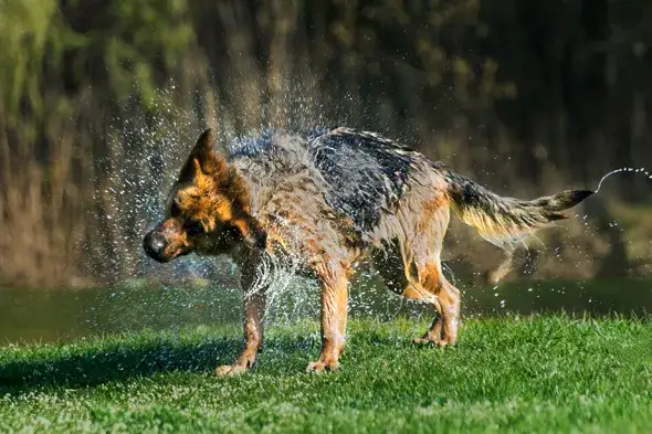 Zdjęcie Jak dbać o sierść owczarka niemieckiego długowłosego, by uniknąć problemów