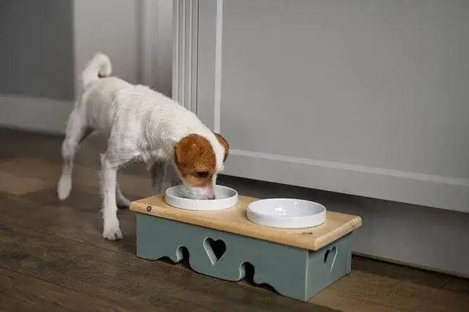 Zdjęcie Jak zrobić stojak na miski dla psa - proste i tanie pomysły DIY