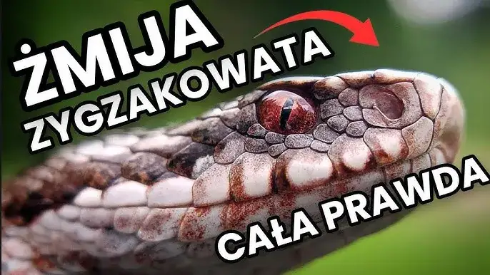 Zdjęcie Jak się rozmnażają żmije? Fascynujące fakty o ich cyklu życia