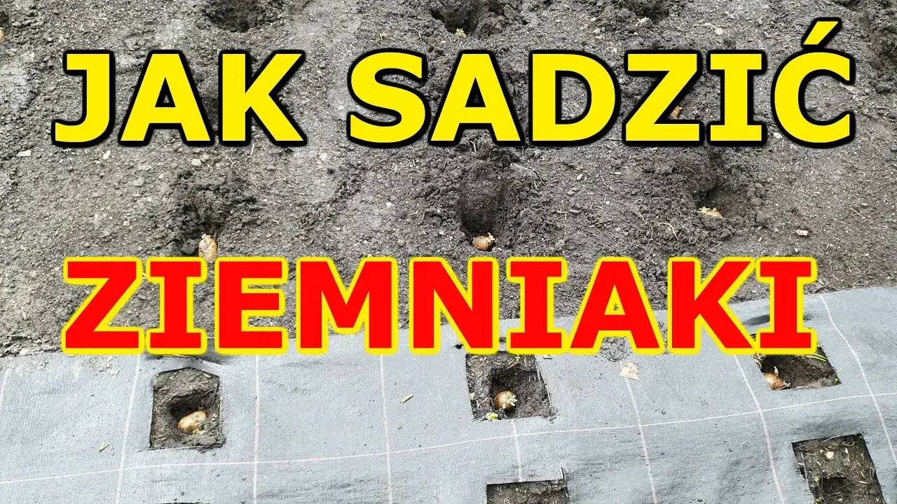 Zdjęcie Po czym sadzić ziemniaki, by uniknąć błędów i uzyskać obfite plony