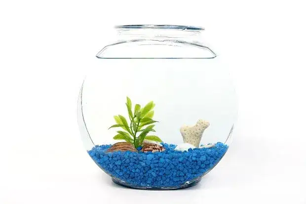 Zdjęcie Czy rybki mogą być w kuli? Oto, co musisz wiedzieć o ich zdrowiu