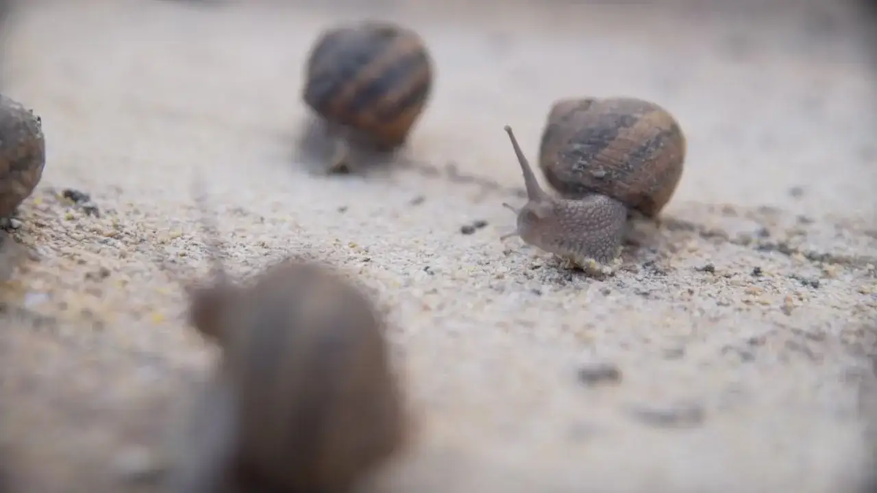 Zdjęcie Jak założyć hodowlę ślimaków i uniknąć kosztownych błędów
