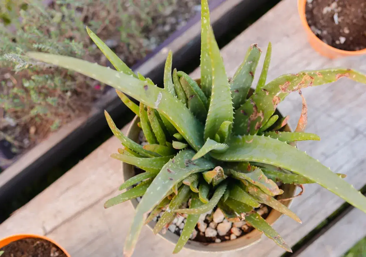 Zdjęcie Jak uprawiać aloes: unikaj najczęstszych błędów w pielęgnacji