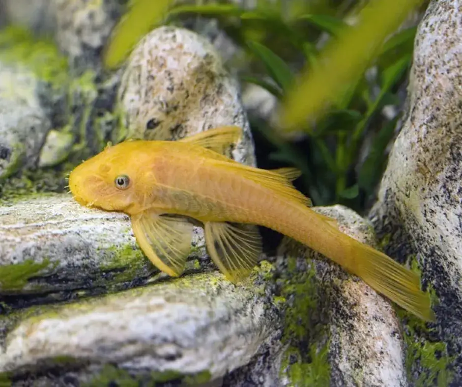 Zdjęcie Ile żyje glonojad zbrojnik i jak zapewnić mu długie życie?