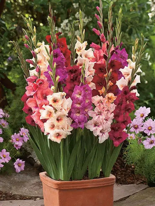 Zdjęcie Kiedy sadzić mieczyki, aby uniknąć błędów i cieszyć się kwitnieniem