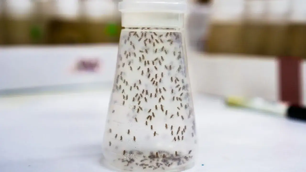 Zdjęcie Jak pozbyć się muszek z mieszkania - skuteczne metody na owoc&oacute;wki