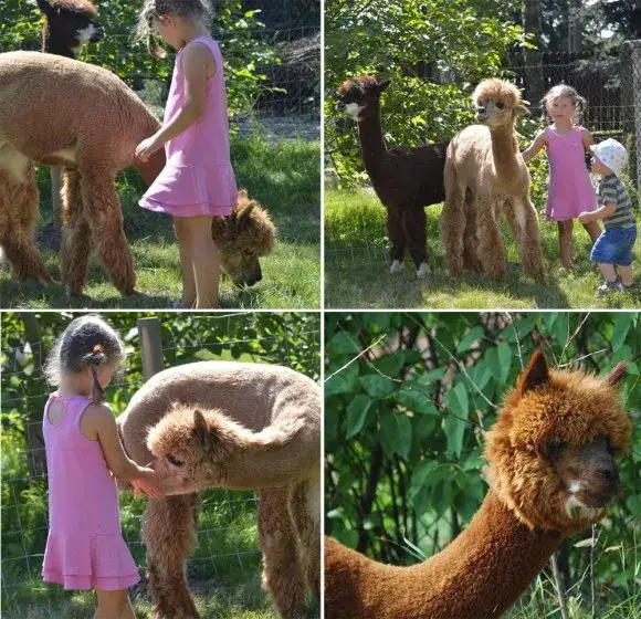 Zdjęcie Zajęcia z alpakami w przedszkolu: jak wspierają rozwój dzieci