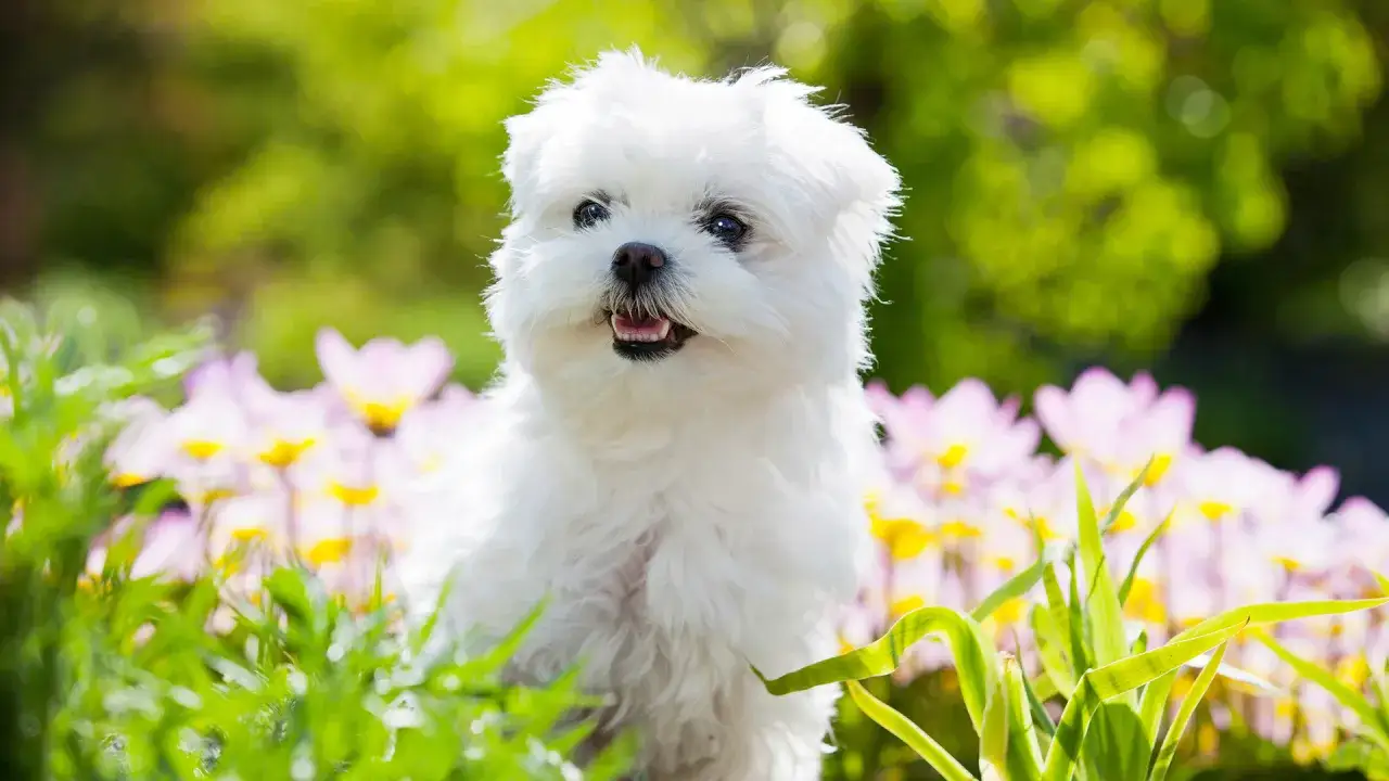 Zdjęcie Ile powinien jeść maltańczyk szczeniak? Porady żywieniowe dla zdrowia pupila