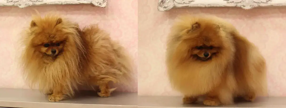 Zdjęcie Czy szpic ma włosy czy sierść? Odkryj różnice i pielęgnację