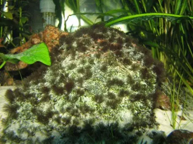 Zdjęcie Dlaczego rośliny w akwarium robią się brązowe i jak temu zapobiec