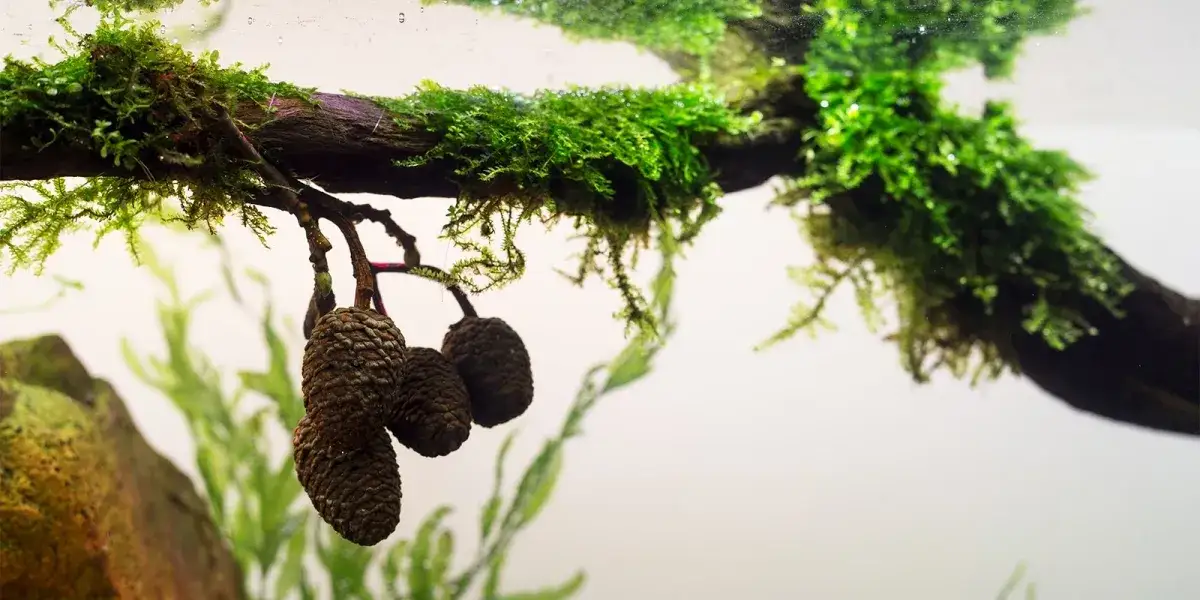 Zdjęcie Po co dodawać szyszki olchy do akwarium - wszystkie zastosowania i korzyści