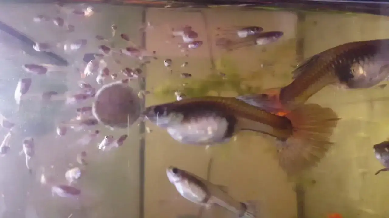 Zdjęcie Czym karmić narybek gupika, aby zapewnić mu zdrowy rozwój?