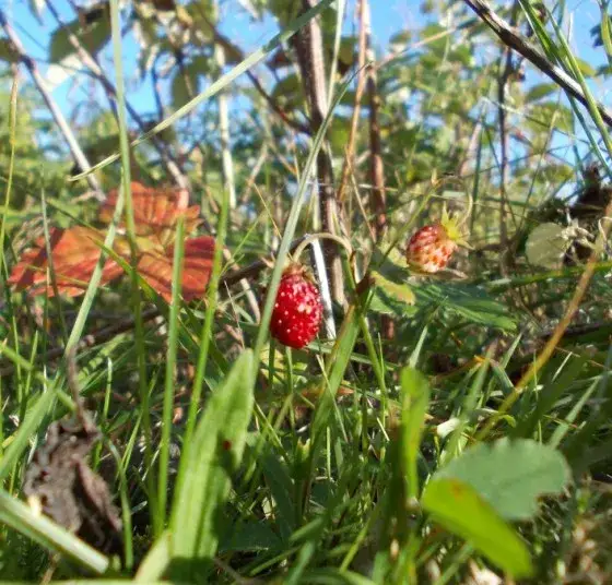 Zdjęcie Sezon na poziomki: Kiedy zbierać leśne skarby?