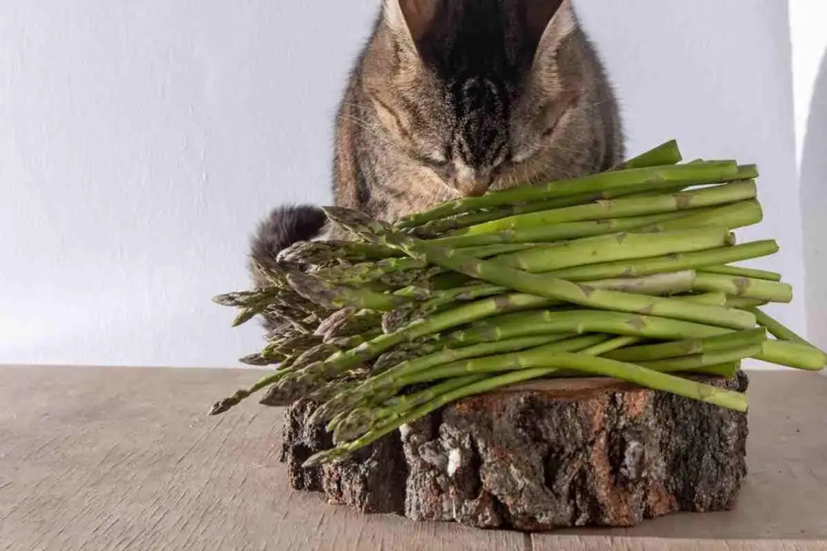 Zdjęcie Czy koty mogą jeść kabanosy? Sprawdź, co może im zaszkodzić