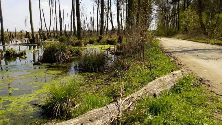 Zdjęcie Trasy rowerowe Piaseczno: Odkryj najlepsze szlaki i unikaj trudności