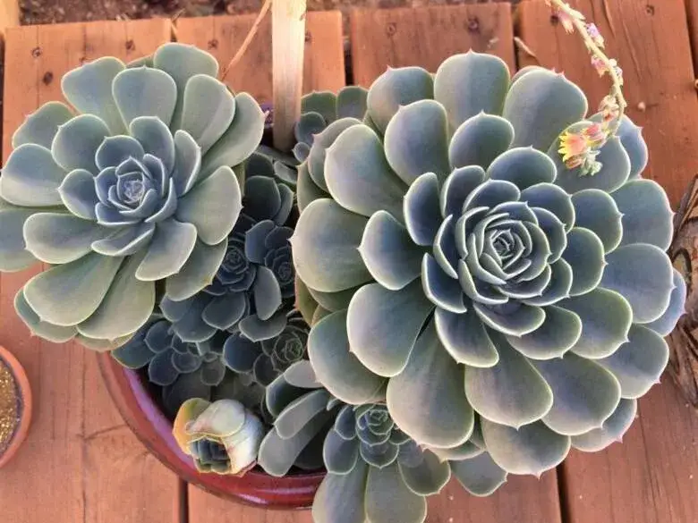 Zdjęcie Jak przycinać eszewerie, aby uniknąć błędów i zapewnić zdrowie rośliny