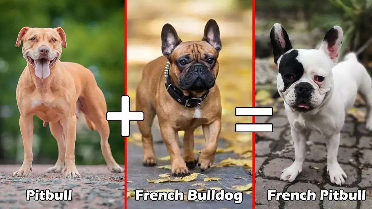 Zdjęcie Bulldog pit - czego potrzebuje ta mieszanka i jak się nią opiekować?