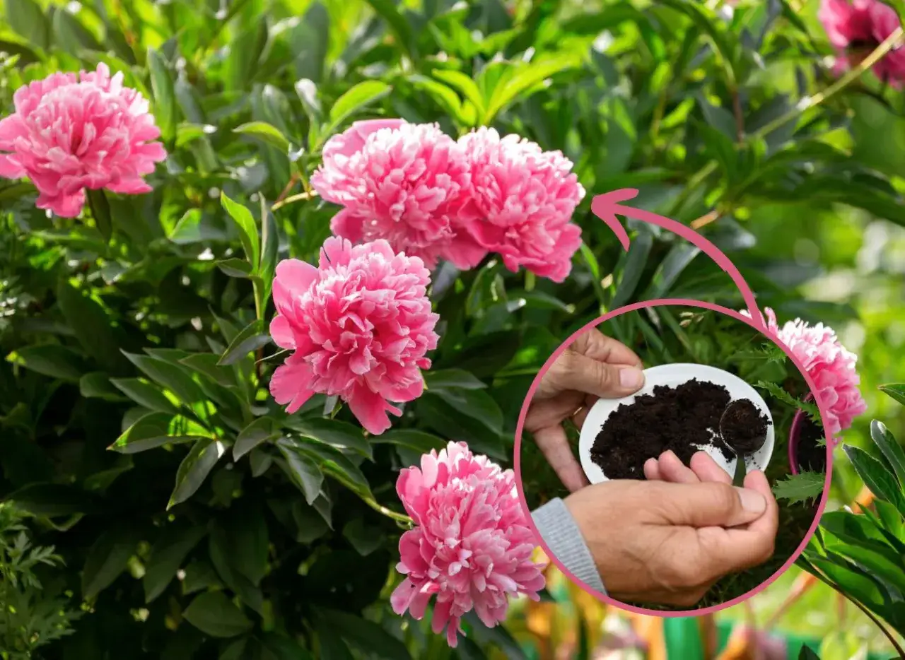 Zdjęcie Czy można sadzić piwonie wiosną? Sprawdź, co musisz wiedzieć