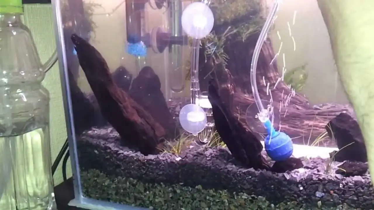 Zdjęcie Jak napowietrzyć wodę w akwarium bez pompki – skuteczne metody