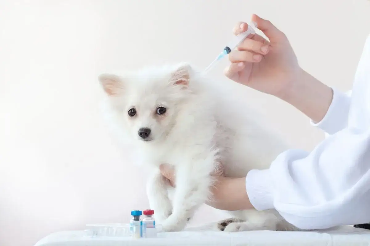 Zdjęcie Jakie szczepienia dla szczeniaka są niezbędne dla jego zdrowia?