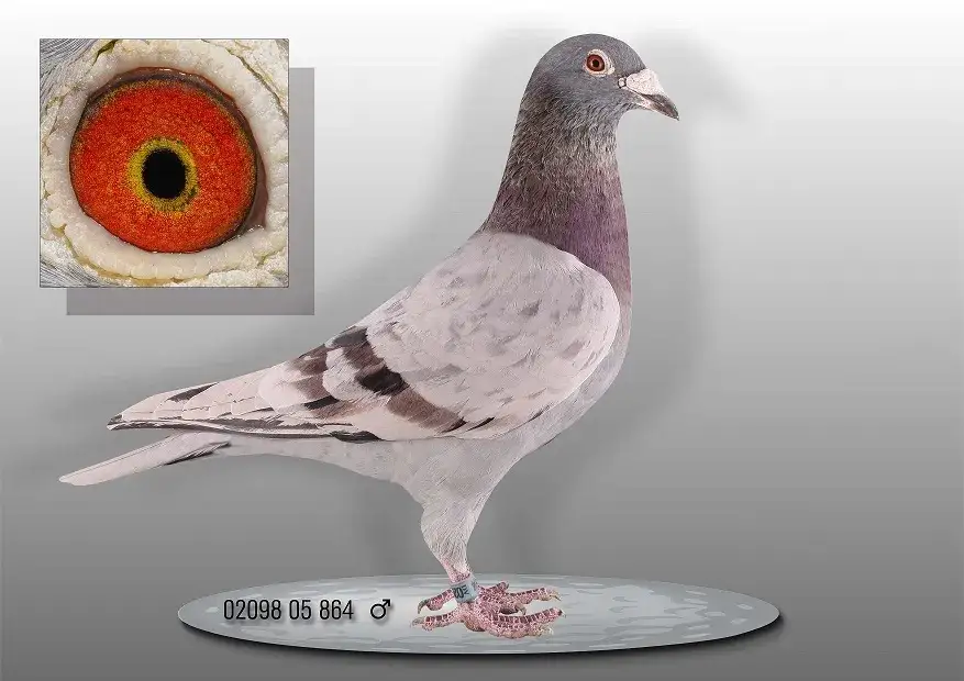 Zdjęcie Filmy o gołębiach ozdobnych, które zmienią twoje spojrzenie na hodowlę