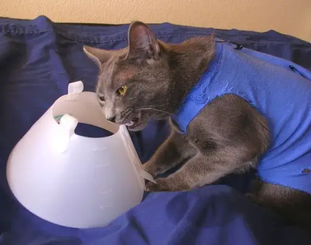 Zdjęcie Jak zrobić kołnierz dla kota w domu: skuteczny poradnik ochronny