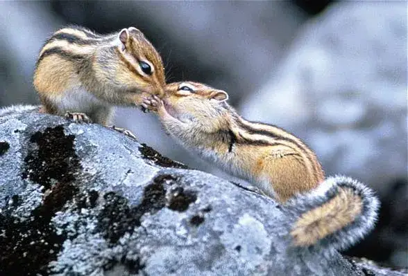 Zdjęcie Jak rozmnażają się wiewiórki? Fascynujące fakty o ich życiu i młodych