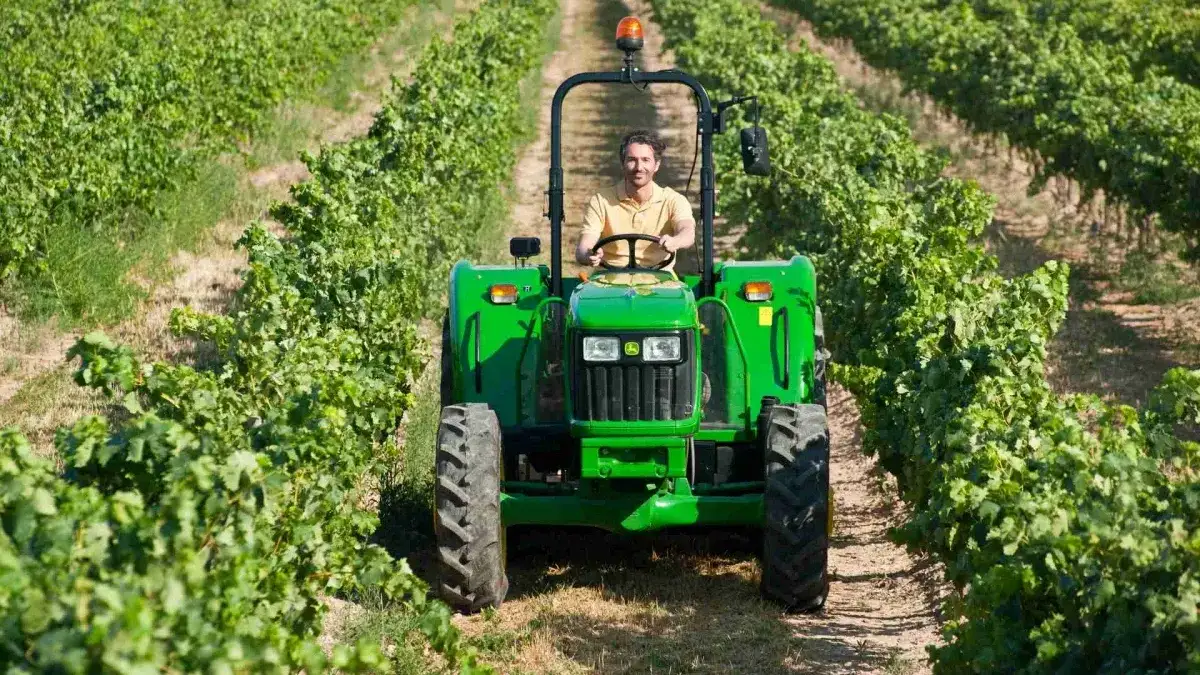 Zdjęcie Kiedy sezon na winogrona? Poznaj najlepszy czas na zbiory w Polsce
