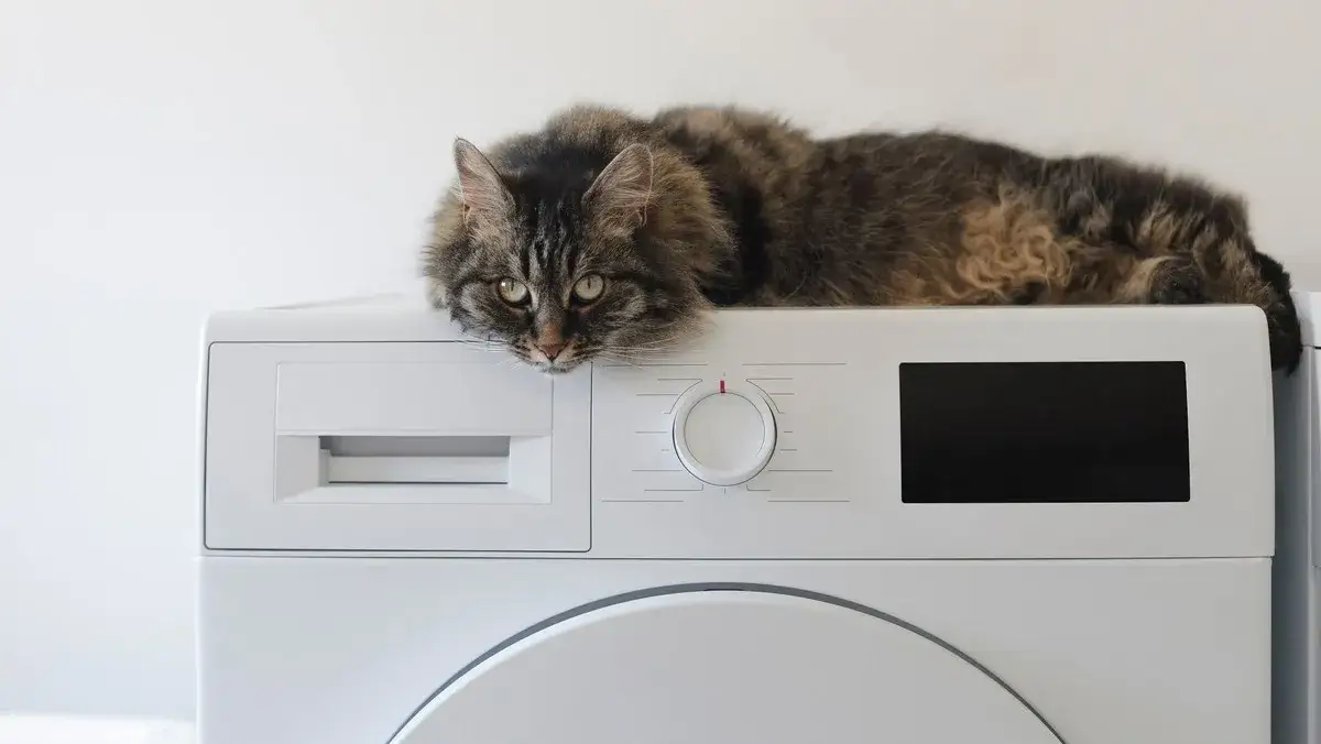 Zdjęcie Jak wyczyścić pralkę z sierści i uniknąć problemów z włosami zwierząt