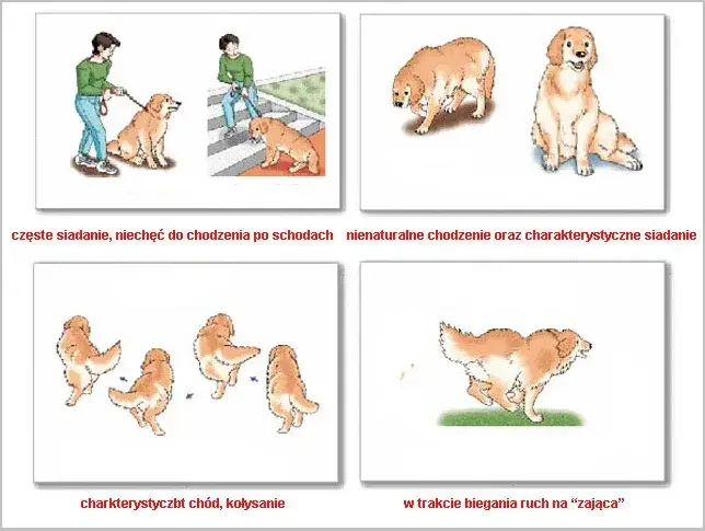 Zdjęcie Dlaczego pies biega w kółko? Odkryj przyczyny i objawy problemów
