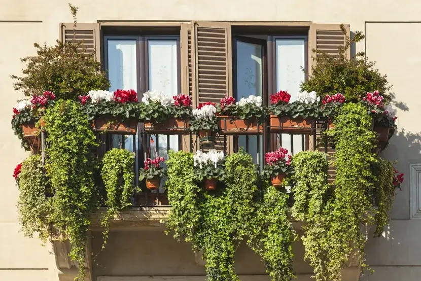 Zdjęcie Jakie pnącza wieloletnie na balkon w bloku - piękno i łatwość pielęgnacji