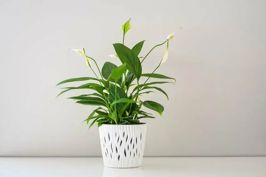 Zdjęcie Skrzydłokwiat trujący dla kota: co musisz wiedzieć jako właściciel zwierzaka