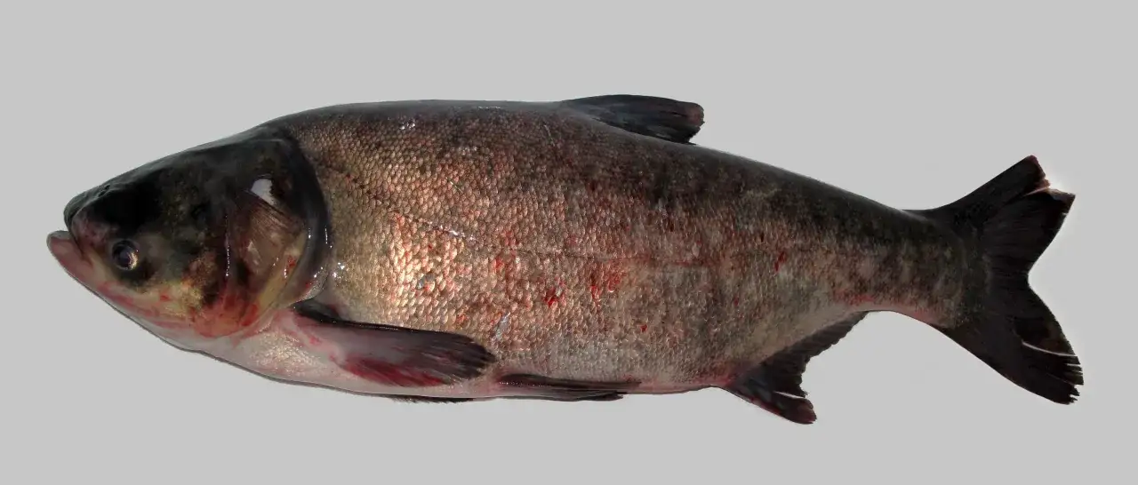 Zdjęcie Czym się żywi tołpyga? Odkryj jej zaskakującą dietę w różnych wodach