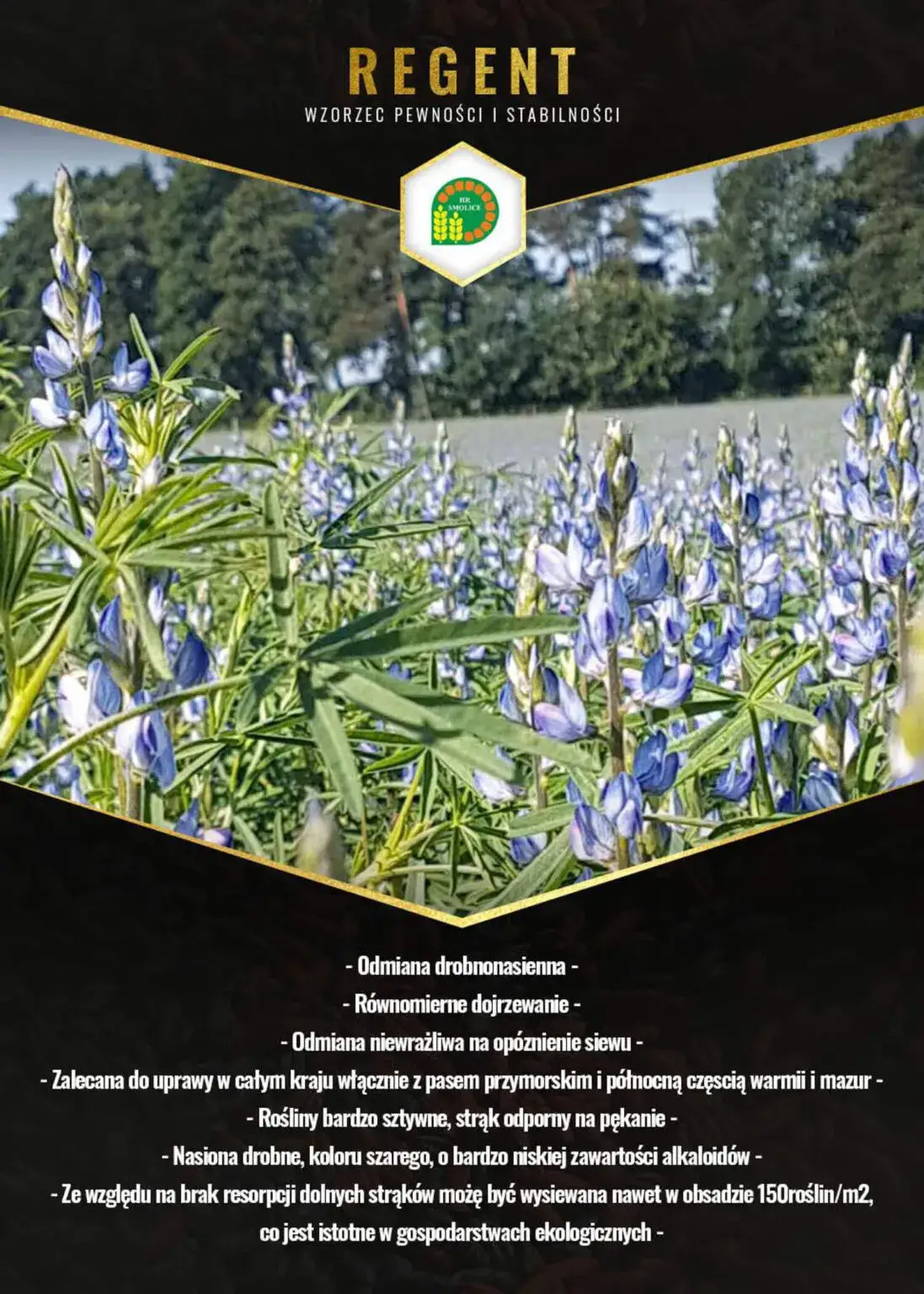 Zdjęcie Jaką zaprawę do łubinu wybrać, aby chronić nasiona i zwiększyć plony?