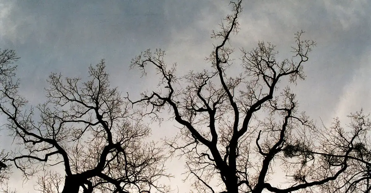 Zdjęcie Jak rozwiązać zagadkę Kwestii Życia i Śmierci w Wiedźminie 3?