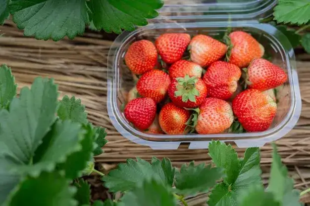 Zdjęcie Ile kalorii mają truskawki? Wartość odżywcza i wpływ na dietę w 100 g
