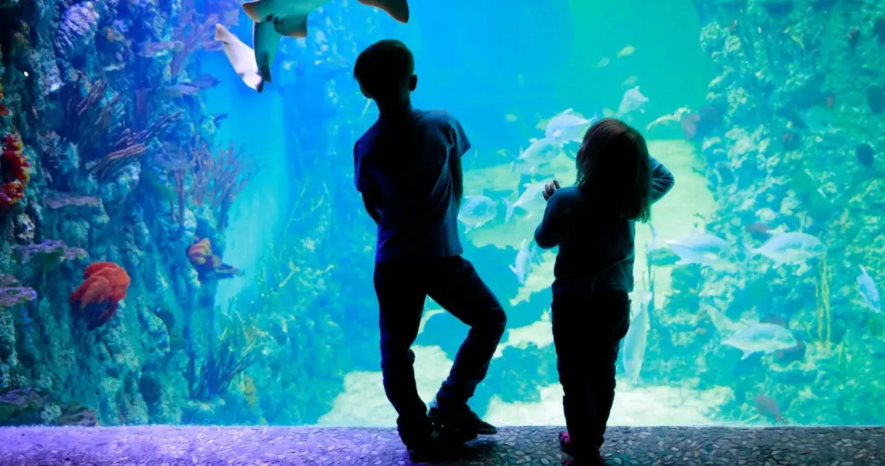 Zdjęcie Ile czasu na zwiedzanie akwarium w Gdyni? Sprawdź, co warto zobaczyć