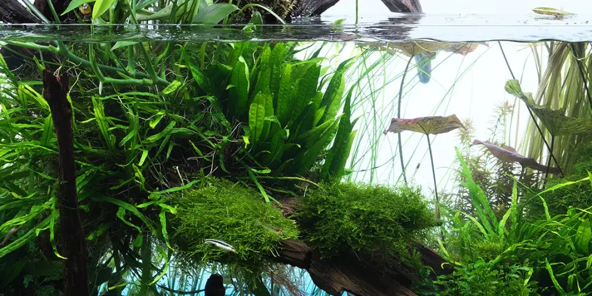 Zdjęcie Kiedy podawać mikro i makro w akwarium, aby uniknąć problemów z glonami