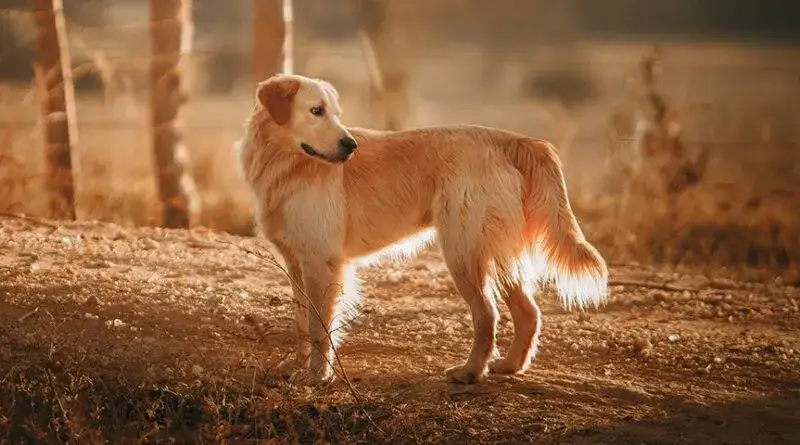 Zdjęcie Czy golden retriever linieje? Oto co musisz wiedzieć o jego sierści