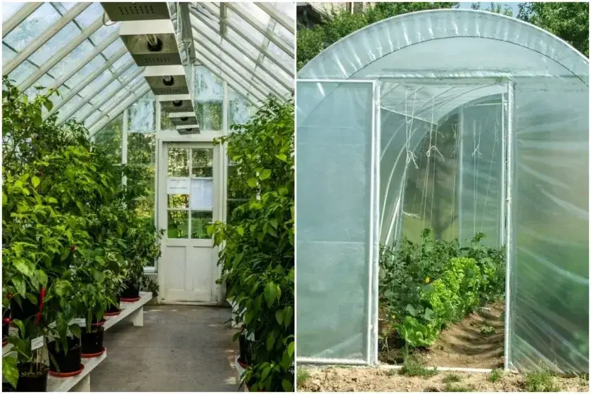 Zdjęcie Co uprawiać w szklarni, aby uzyskać obfite plony i zdrowe rośliny