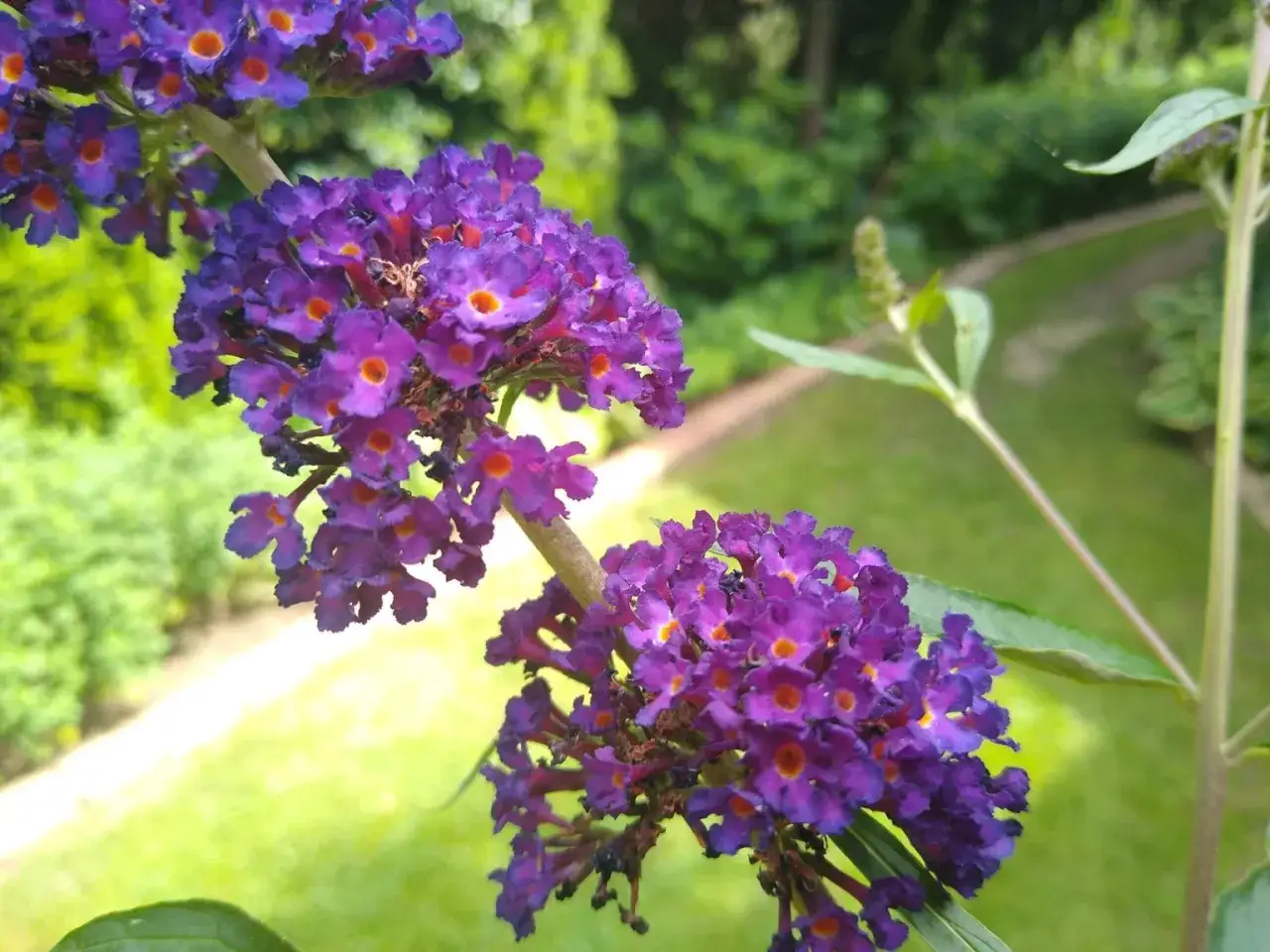 Zdjęcie Co kwitnie w czerwcu? Odkryj najpiękniejsze rośliny na lato