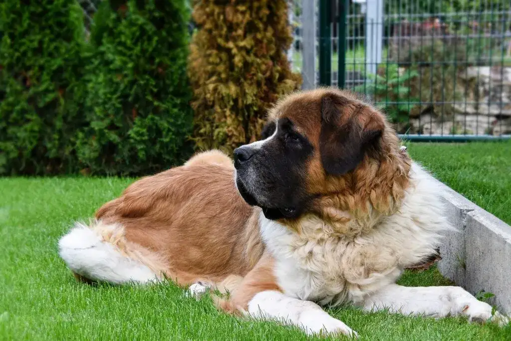 Zdjęcie Najlepsze rasy psów dla dzieci z Aspergerem: 5 sprawdzonych opcji
