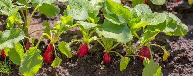 Zdjęcie Kiedy sezon na rzodkiewki? Poznaj najlepszy czas na zakup i smak