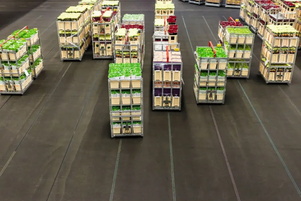 Zdjęcie Ile kosztują kwiaty na giełdzie? Zaskakujące ceny i porady zakupowe