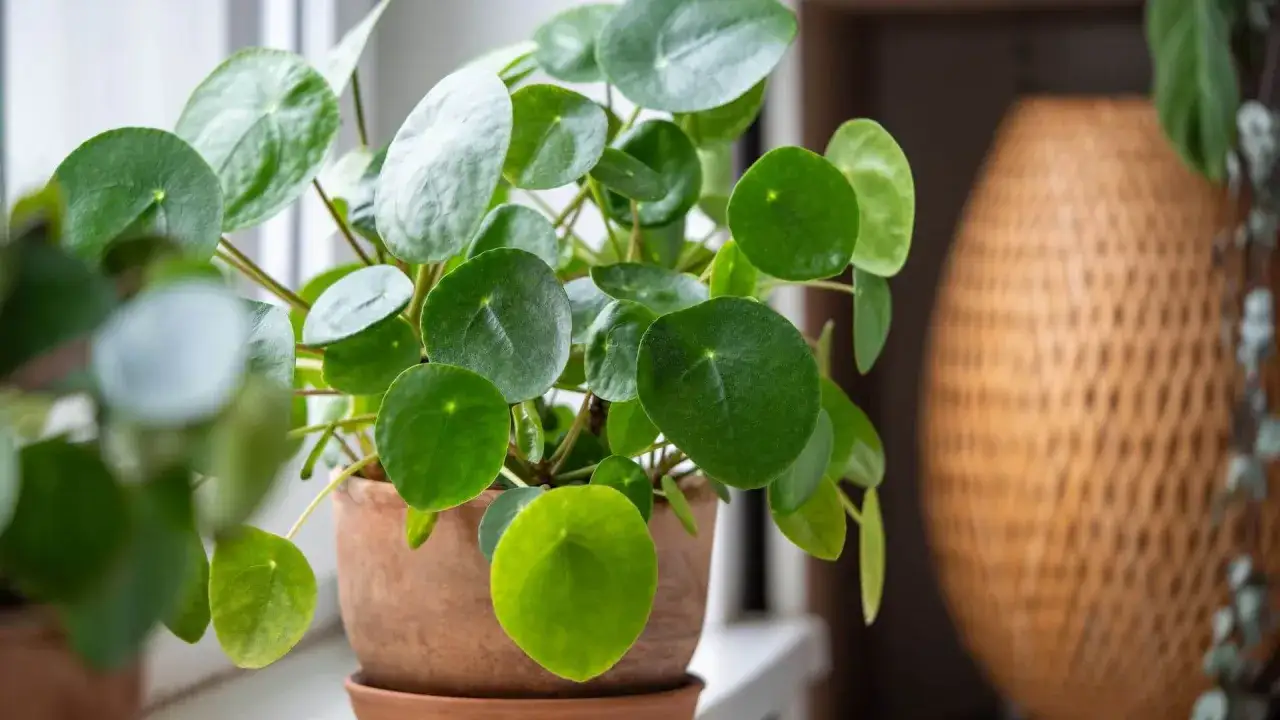 Zdjęcie Kwiat pieniążek jak pielęgnować: unikaj najczęstszych błędów w uprawie