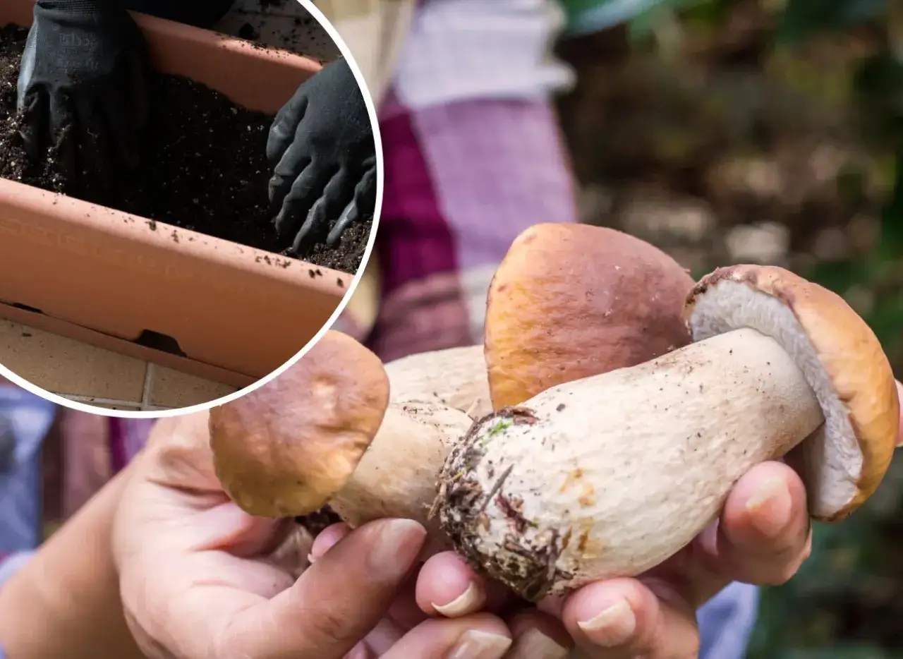 Zdjęcie Borowiki na parapecie: Prosty sposób na domową uprawę grzybów bez porażki