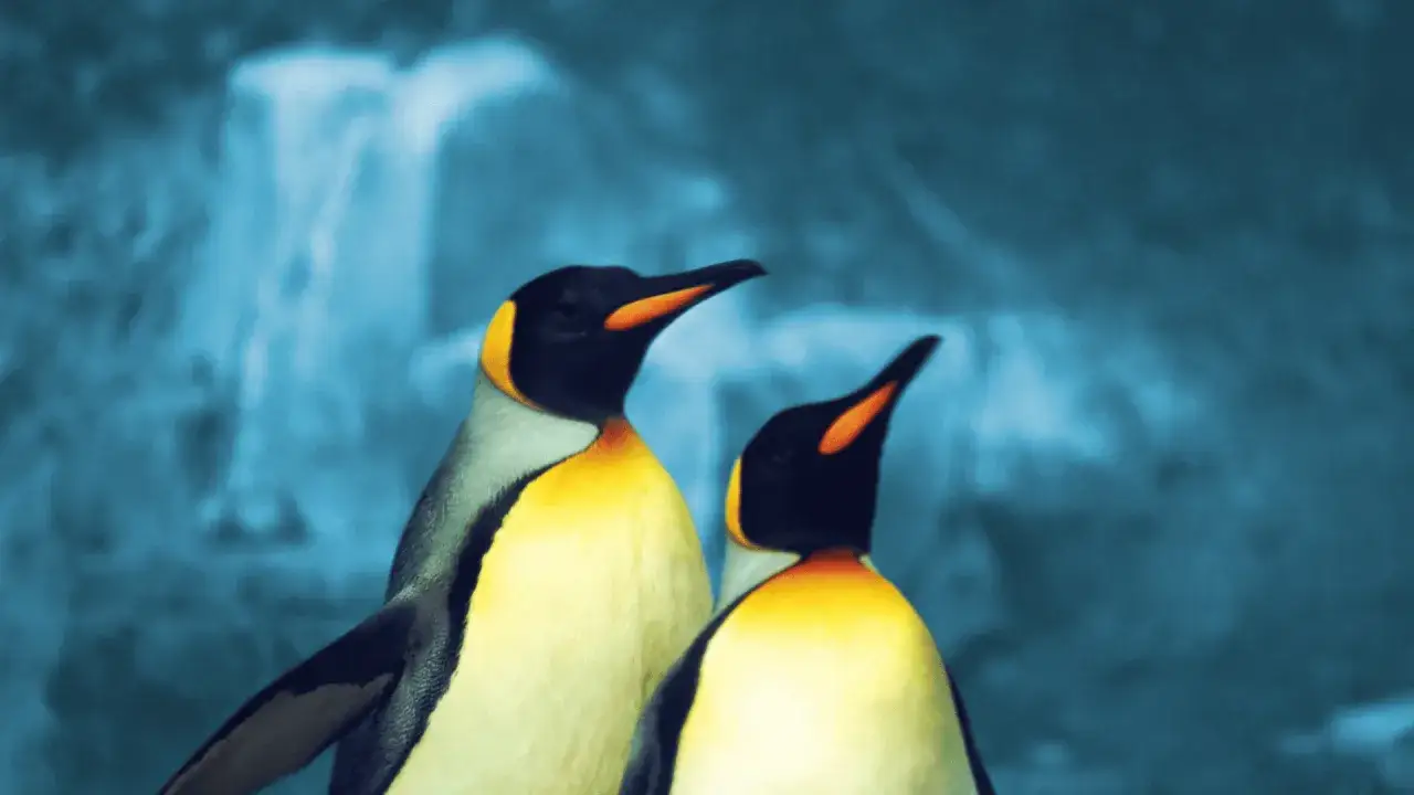 Zdjęcie Jak rozmnażają się pingwiny? Fascynujący cykl życia i tajemnice rozmnażania