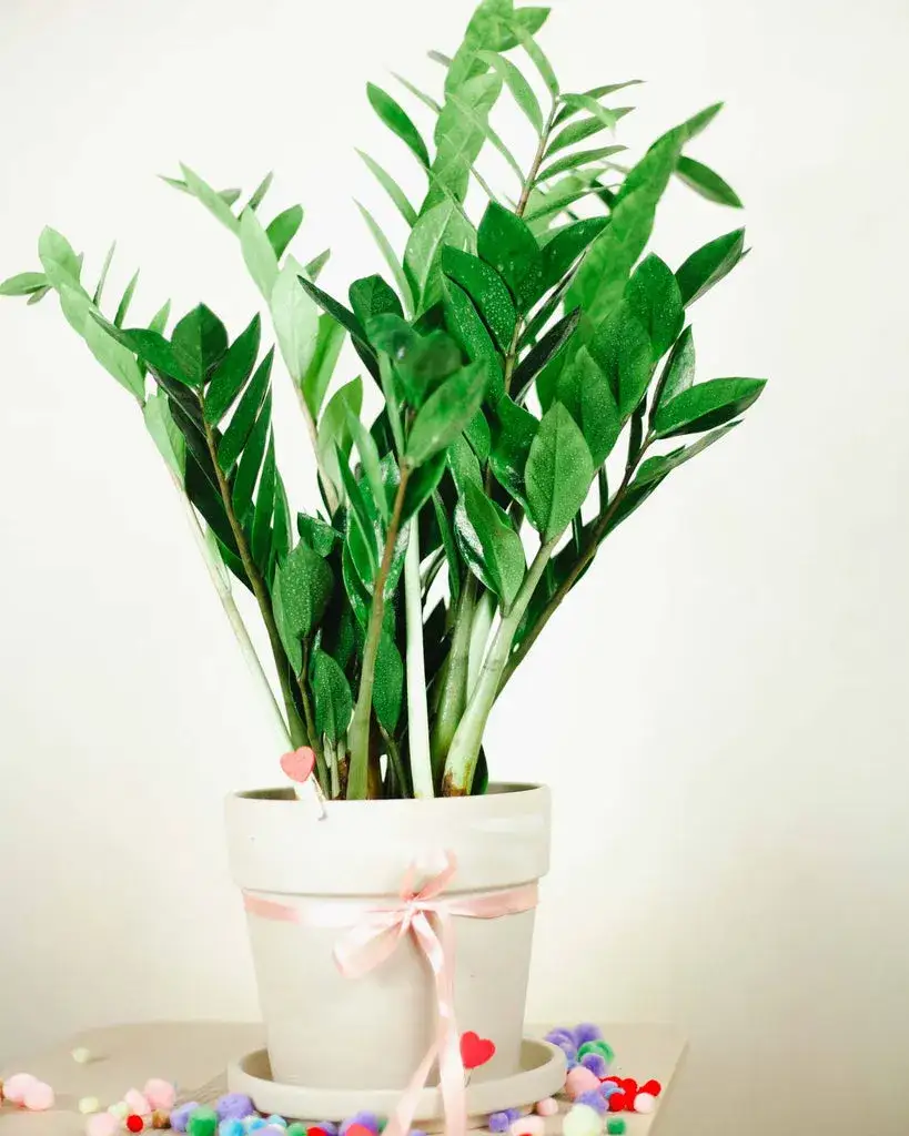 Zdjęcie Kwiaty doniczkowe które nie potrzebują światła dziennego - idealne do cienia